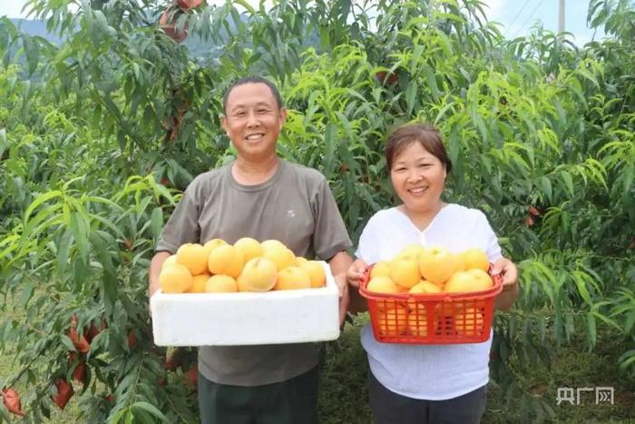 瞰江西！黄桃变身“黄金果” “甜蜜经济”促增收-Good Luck To You!