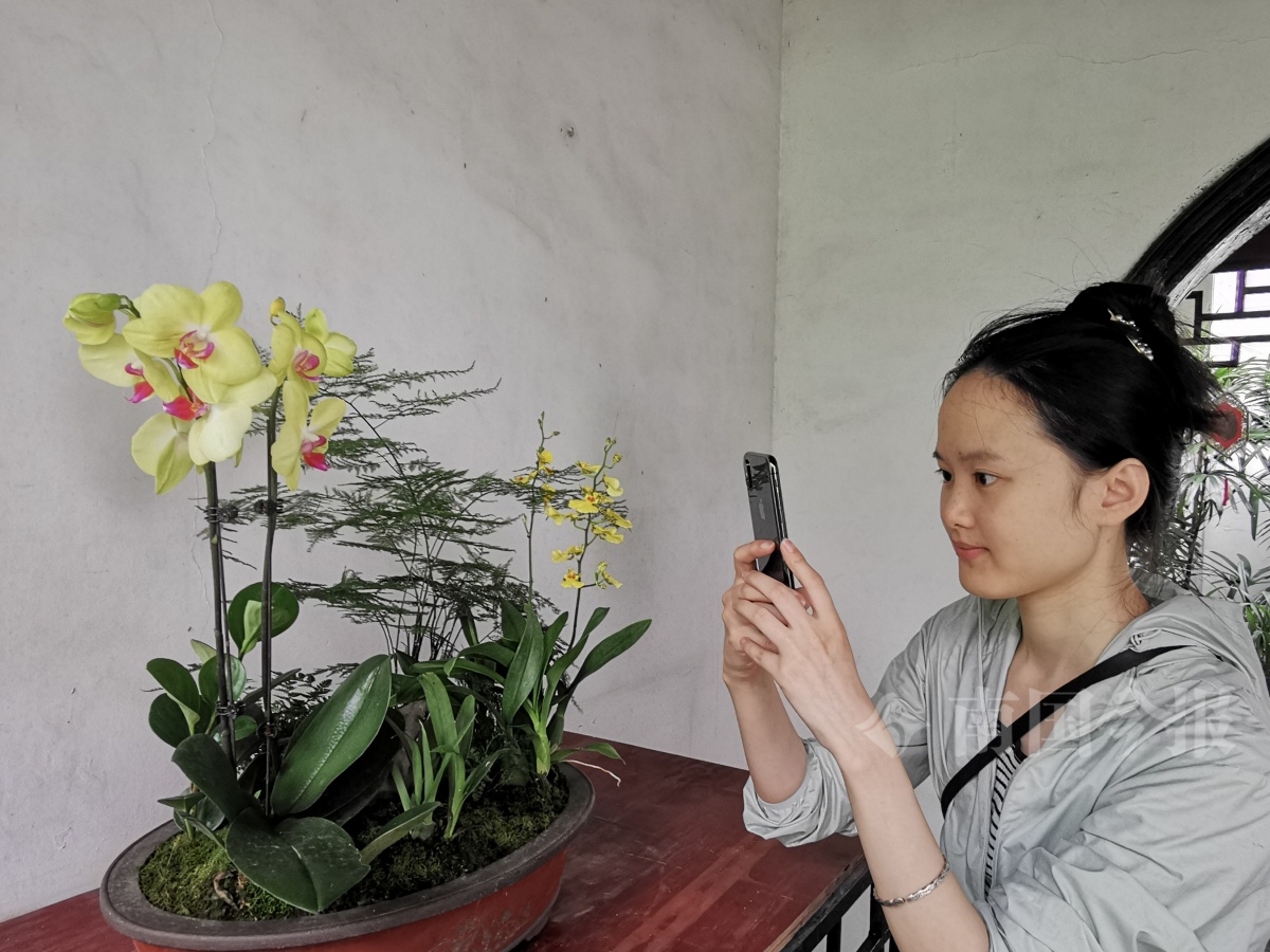 领略“花中君子”高洁芳姿！不要错过柳州这场花事活动→-Good Luck To You!