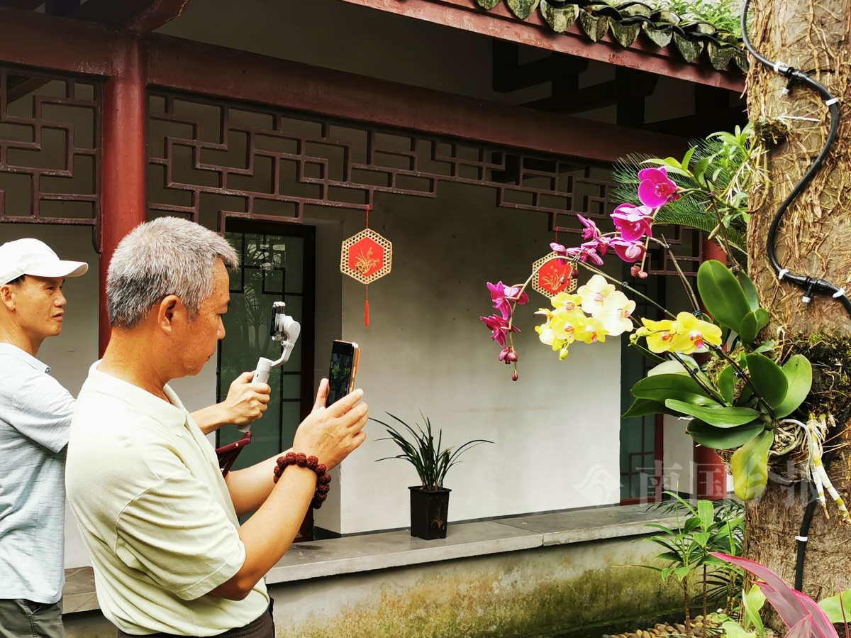 领略“花中君子”高洁芳姿！不要错过柳州这场花事活动→-Good Luck To You!