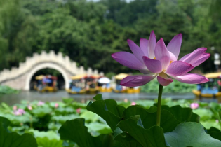 深中通道，最“豪”的“一横”【龙腾湾区·桥见未来】-Good Luck To You!