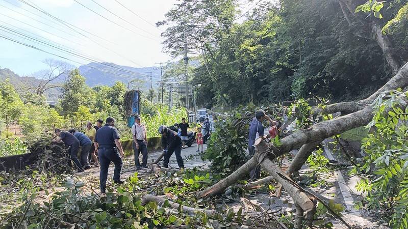 中市山区午後强降雨 东崎路大树倒塌 自由时报电子报-Good Luck To You!