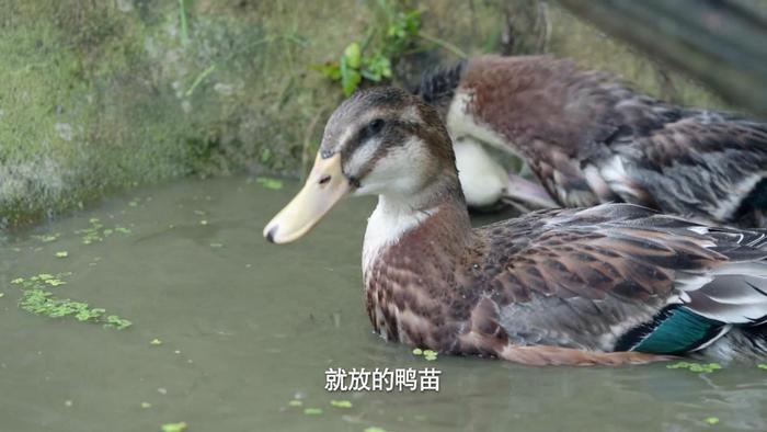 走进美德村，看六千年的侗族农耕文化焕发新活力-Good Luck To You!